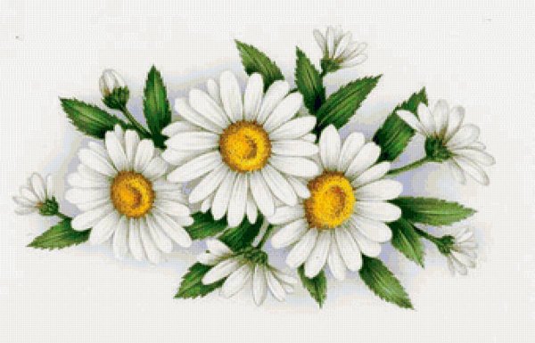 Эскиз ромашки карандашом