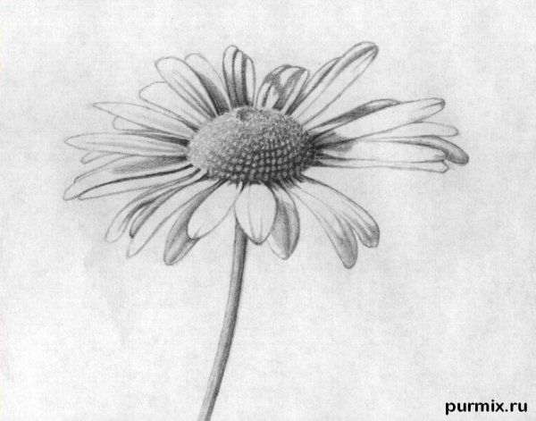 Нарисованные ромашки маленькие