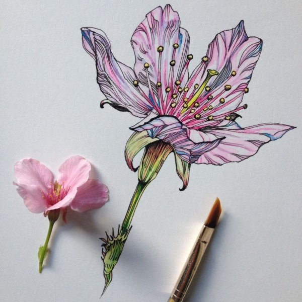 Рисунки цветы для срисовки: красивые картинки цветов карандашами и фломастерами