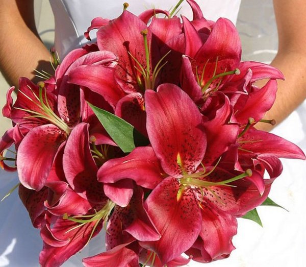 Лилия Розелли букет