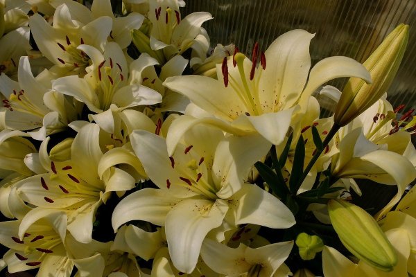 Лилия Пасифик оушен