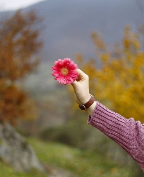 Нежные цветы в руках