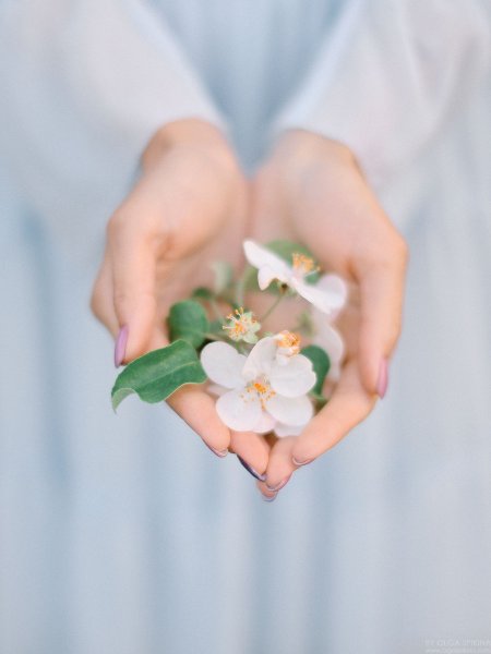 Рука держит розу