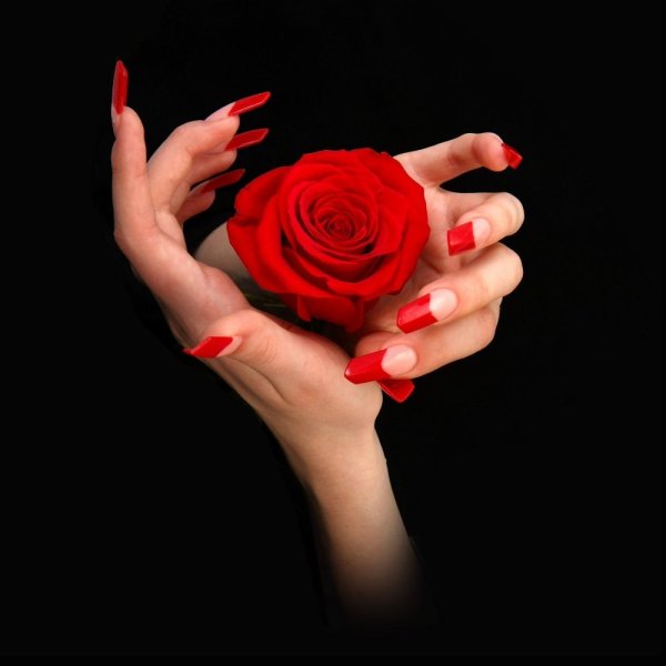 Нежная роза в руках
