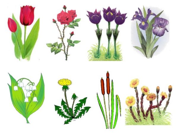 Первоцветы для дошкольников