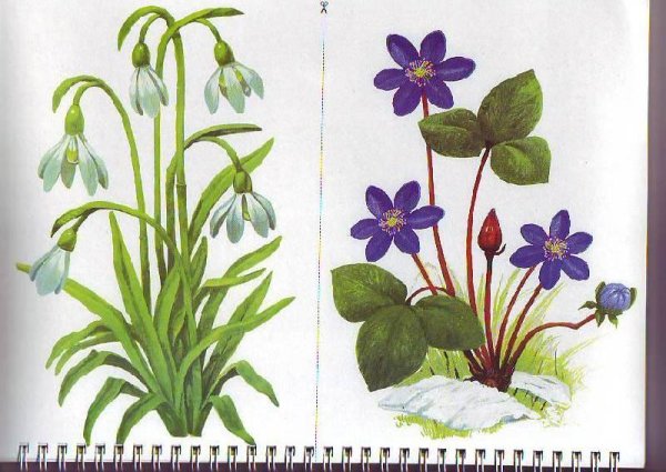 Крокус ветреница, Подснежник,Медуница