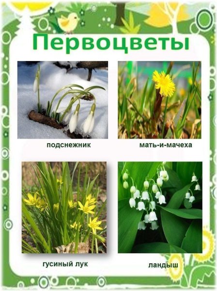 Первые весенние цветы для детского сада
