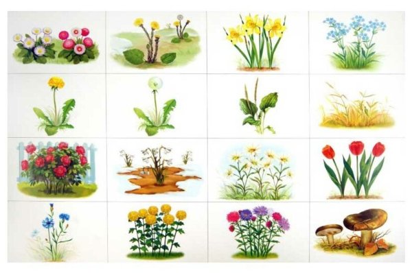 Детям о растениях для дошкольников