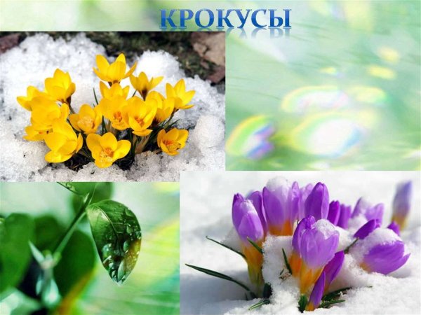 Первоцветы для дошкольников