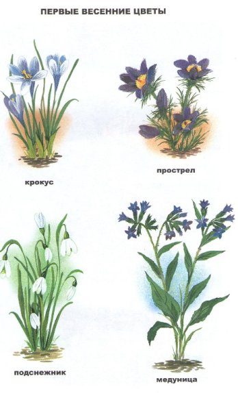 Первоцветы подснежники мать и мачеха