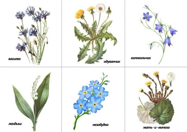 Рисование весенних цветов