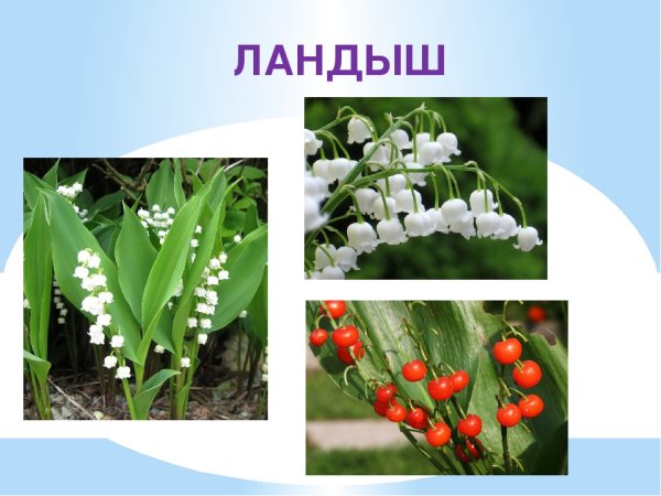 Подснежники схема рисунка