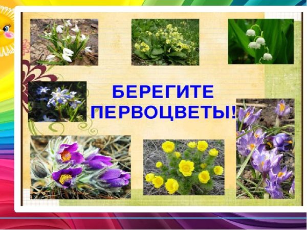 Рисование подснежники в старшей группе