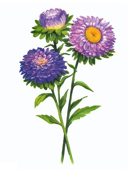 Цветок Астра.