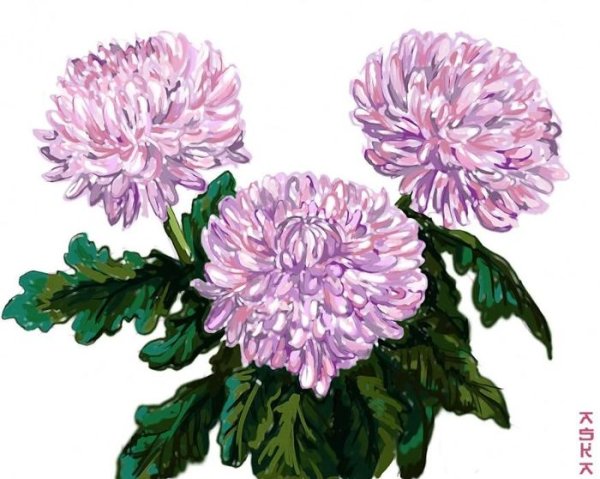 Астра растение