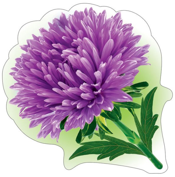 Астра для детей