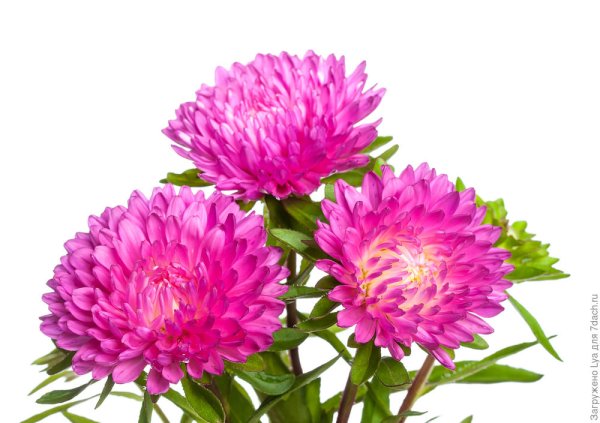 Астра для дошкольников