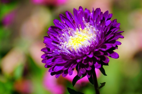 Астра Сильвия гранатово