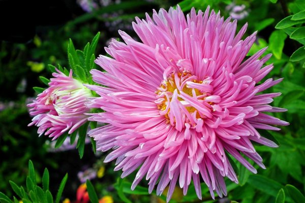 Астра кустарниковая Блаубокс