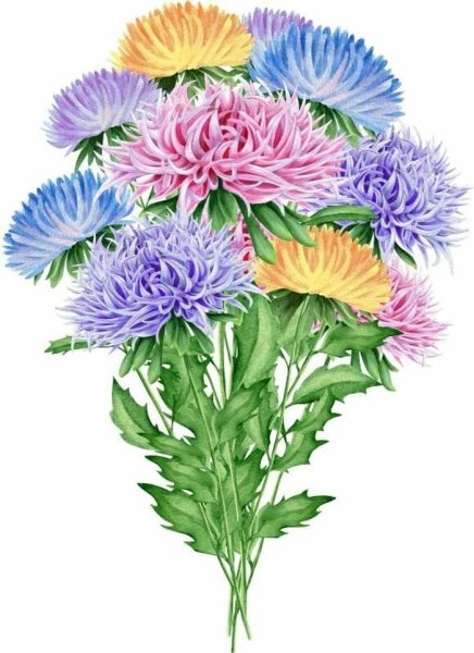 Магазинная Астра