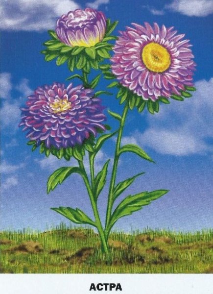 Обучающие карточки "цветы"