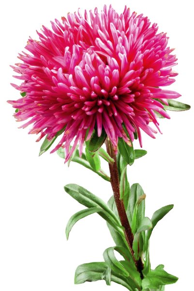 Астра стебель