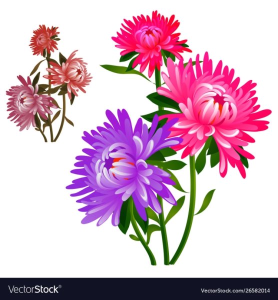 Астра вектор