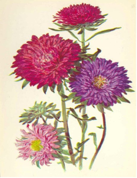 Астра для детей