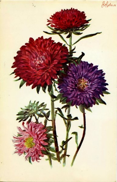 Симбирская астры