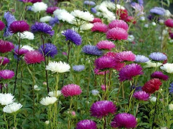 Ветка астры