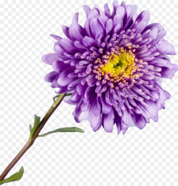 Хризантема ириса Вайолет