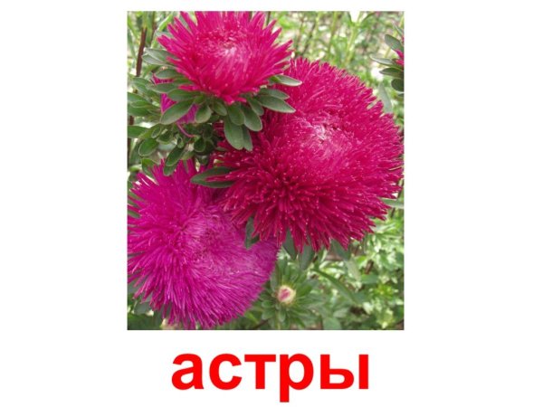 Астра надпись