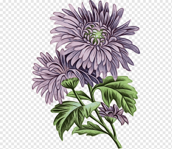 Botanical Aster