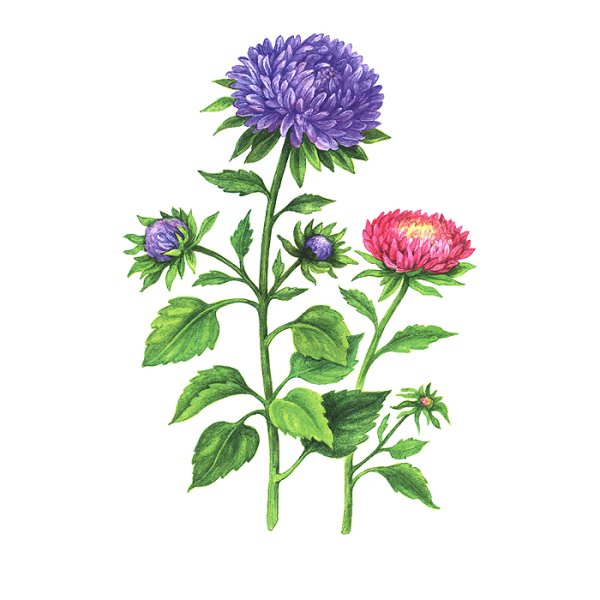 Астра для детей