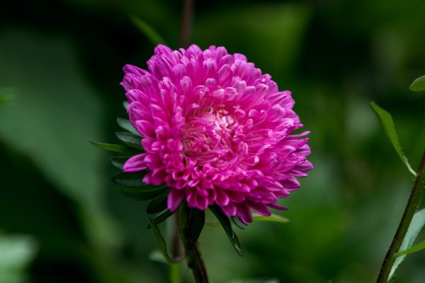 Цветок Астра.