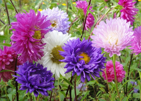 Садовые цветы Астра