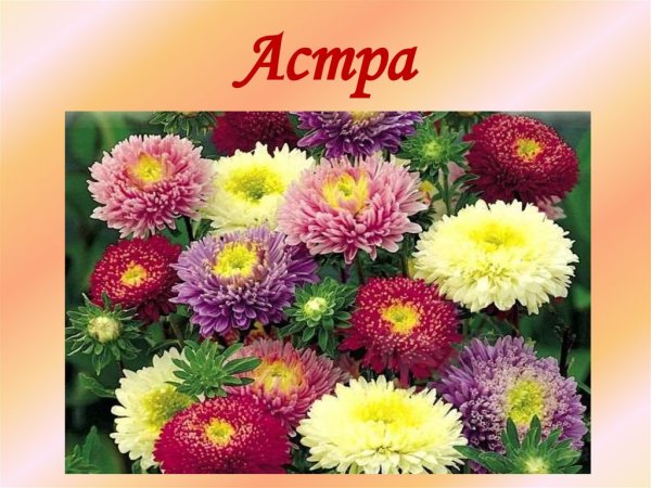 Астры на прозрачном фоне