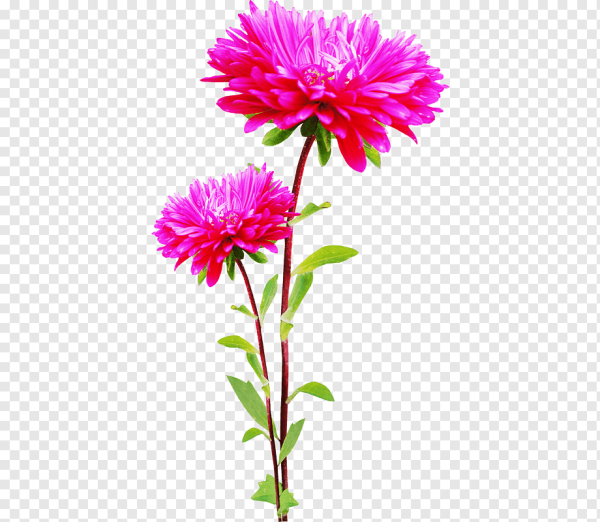 Порфирий Крылов хризантемы