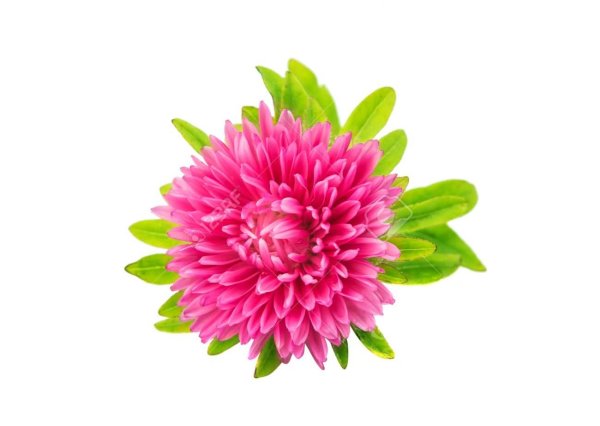 Пион ботан хризантемы