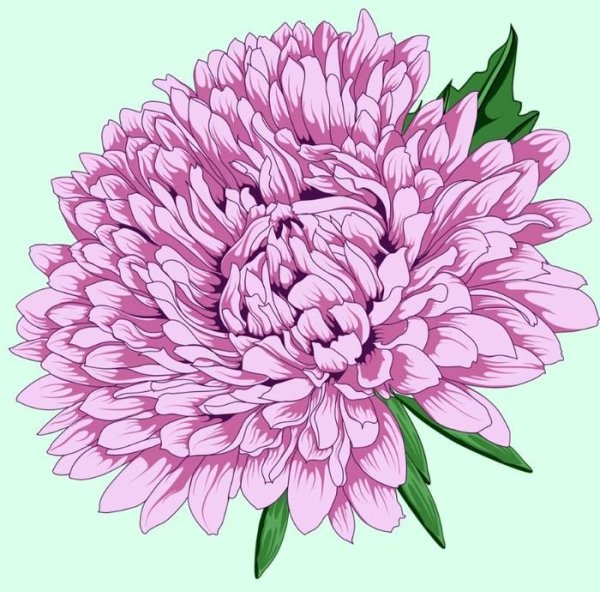 Астра низкорослая ковер смесь