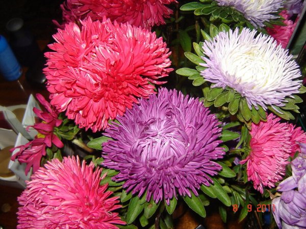 Астер Flash (флэш)