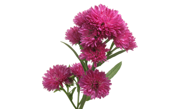 Первосентябрьский букет астр