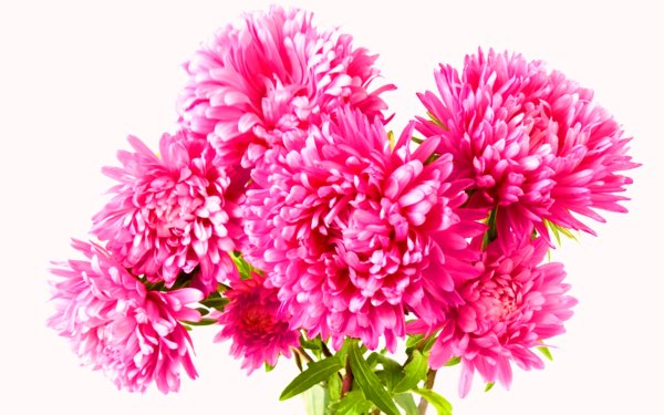 Хризантема на белом фоне