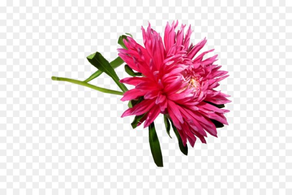 Астра Фламир смесь