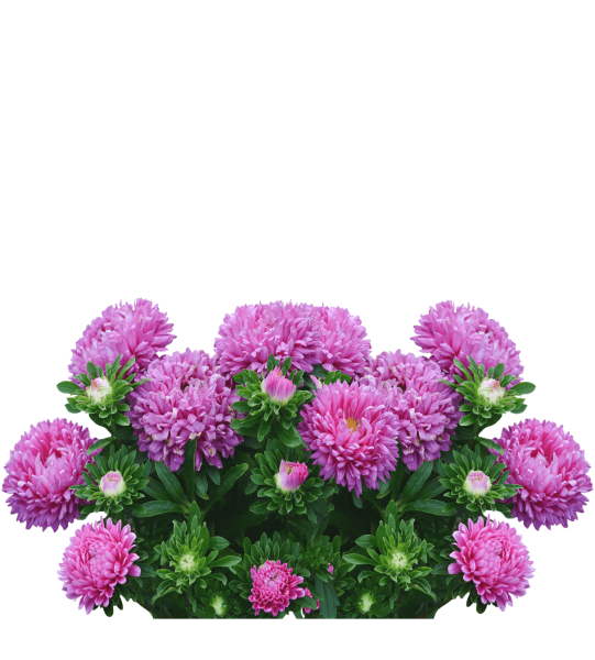 Хризантема Розея