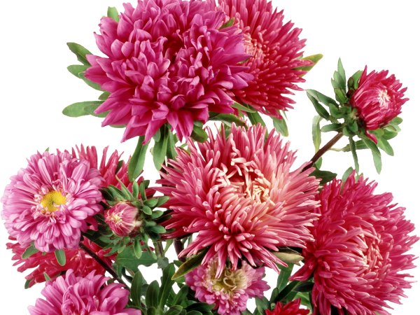 Георгины астры хризантемы букет