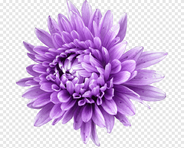 Цветок Астра.