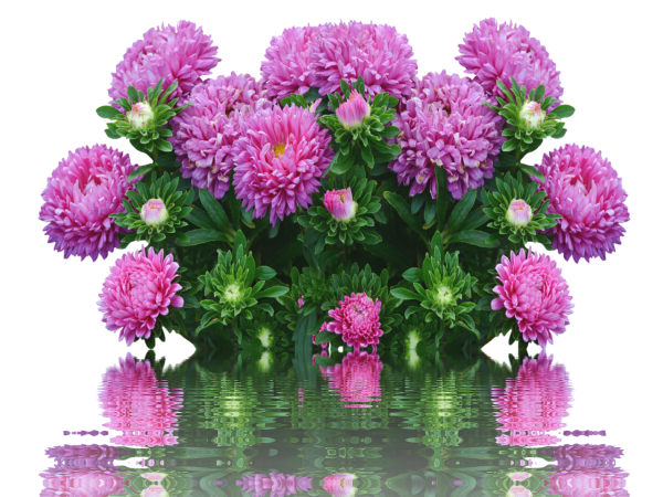 Астра кустовая однолетняя