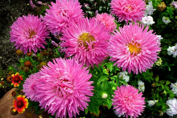 Хризантема для детей