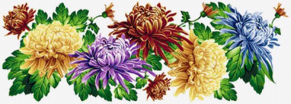 Астра двулетняя